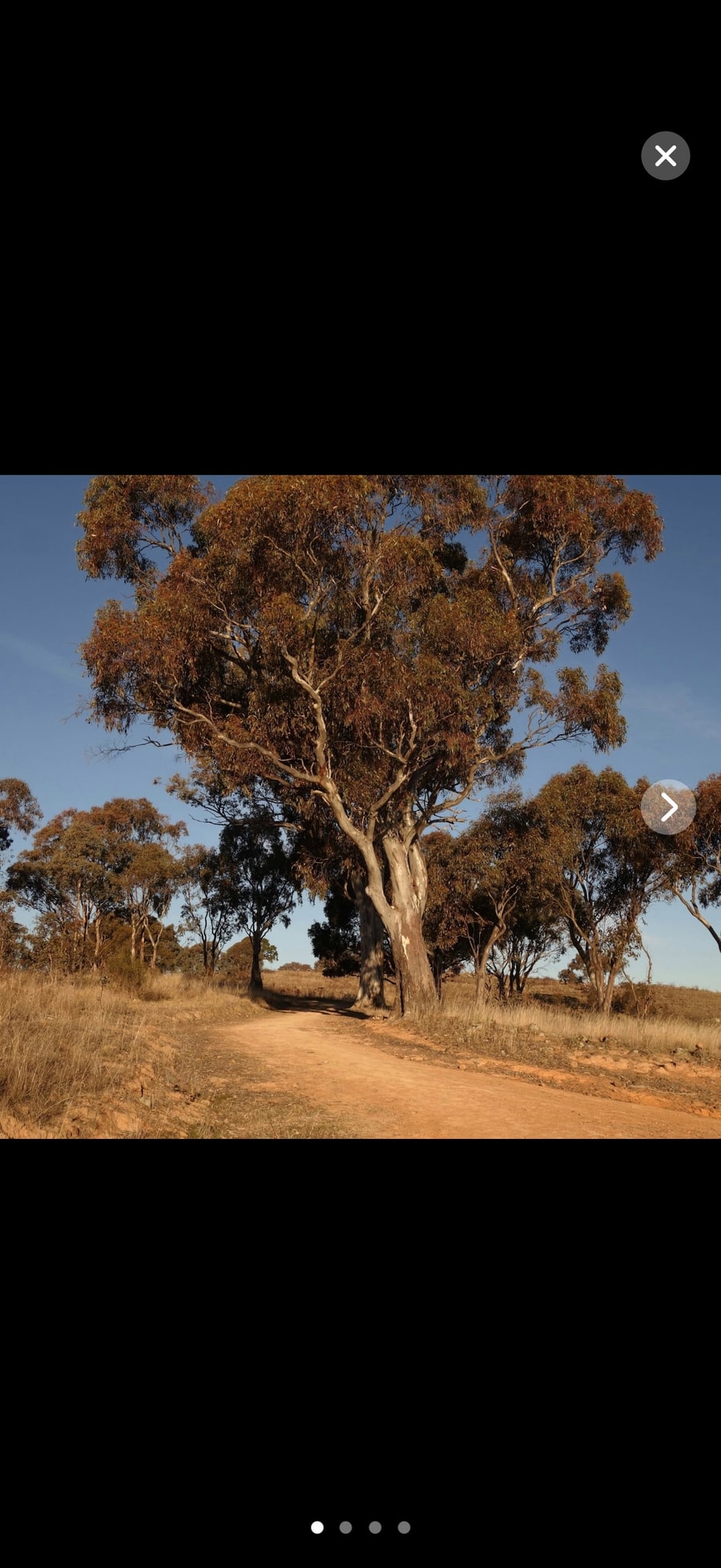 A trip photo open full-screen: a gum tree beside a dirt track, with dots to page through the rest.